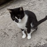 沖縄の猫
